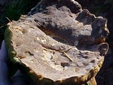Boletus zelleri image