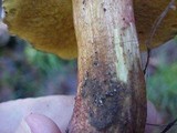 Boletus zelleri image