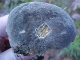 Boletus zelleri image