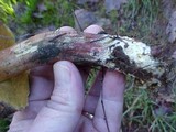 Boletus zelleri image