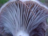Gomphidius smithii image