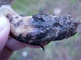 Gomphidius smithii image