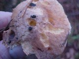 Suillus caerulescens image