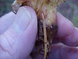 Suillus caerulescens image