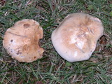 Hebeloma crustuliniforme image