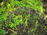 Peltigera praetextata image