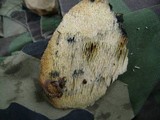 Sarcodontia setosa image
