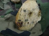 Sarcodontia setosa image