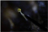 Pilobolus umbonatus image