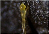 Pilobolus umbonatus image