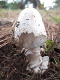 Amanita pachycolea image