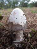 Amanita pachycolea image