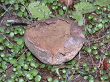 Lycoperdon pratense image