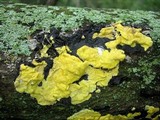 Hypocrea sulphurea image