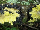 Hypocrea sulphurea image