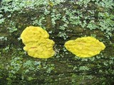 Hypocrea sulphurea image