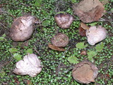 Lycoperdon pratense image