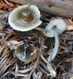 Mycena quiniaultensis image