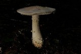 Amanita smithiana image