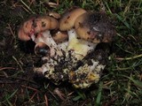 Gomphidius subroseus image