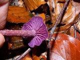 Laccaria amethystina image