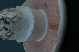 Agaricus californicus image