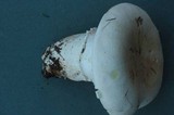 Agaricus californicus image