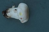 Agaricus californicus image