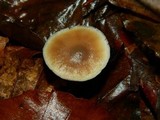 Rhodocollybia prolixa var. distorta image