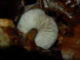 Rhodocollybia prolixa var. distorta image