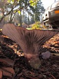 Gomphidius subroseus image