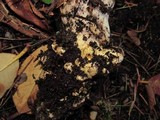 Gomphidius subroseus image