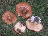 Paxillus involutus image