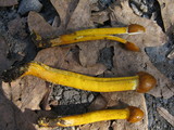 Elaphocordyceps capitata image