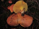 Suillus caerulescens image