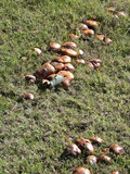 Suillus luteus image