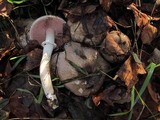 Agaricus moelleri image