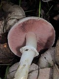 Agaricus moelleri image