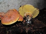Suillus caerulescens image