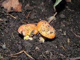 Suillus caerulescens image