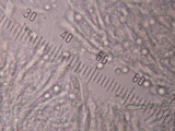 Clavulinopsis umbrinella image