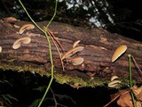 Crepidotus mollis image