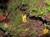 Calocera viscosa image