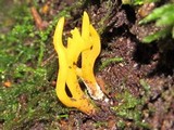 Calocera viscosa image