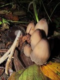 Coprinopsis acuminata image