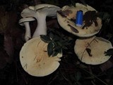 Leucopaxillus albissimus image