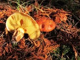 Suillus caerulescens image
