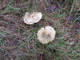 Inocybe sororia image