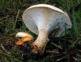 Neolentinus lepideus image