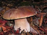 Boletus regineus image
